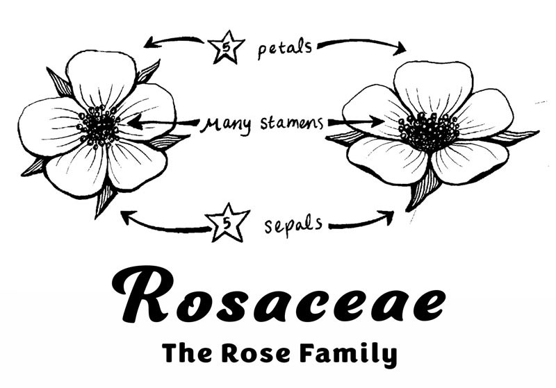 Rose Family Botanical Diagram